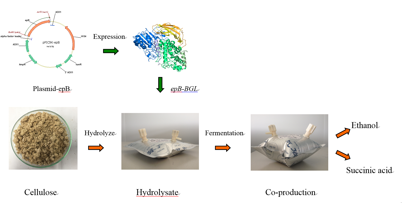 A Novel β-glucosidase Applied for Co-producton of Ethanol and Succinic Acid