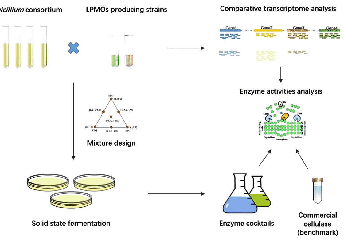 Efficient Enzyme Cocktail from Penicillium Consortium to Enhance Lignocellulose Biodegradation